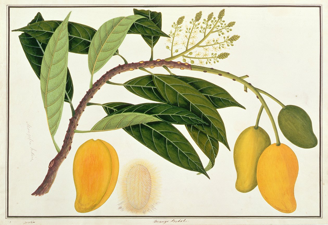 マラッカの植物の絵からのマンゴー・ボドル、1805-18年頃（紙にトイレ） 作： 中国語学校