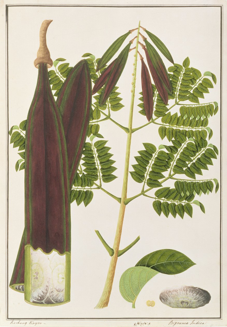 真夜中の恐怖、マラッカの植物の絵、1805-18年頃（紙にトイレ） 作： 中国語学校