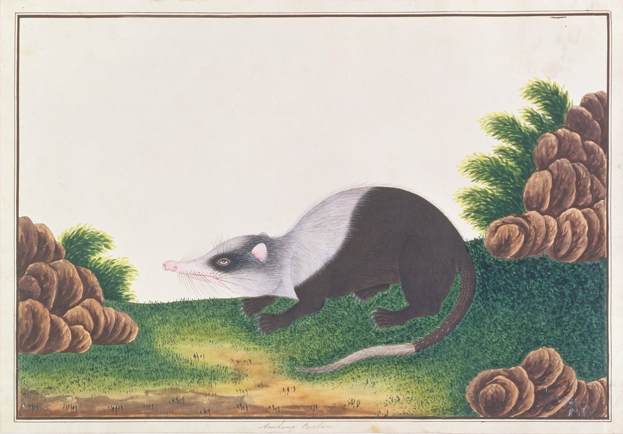 ムーンラット、マラッカの動物、昆虫、爬虫類の絵から、1805-18年頃（紙にトイレとガッシュ） 作： 中国語学校