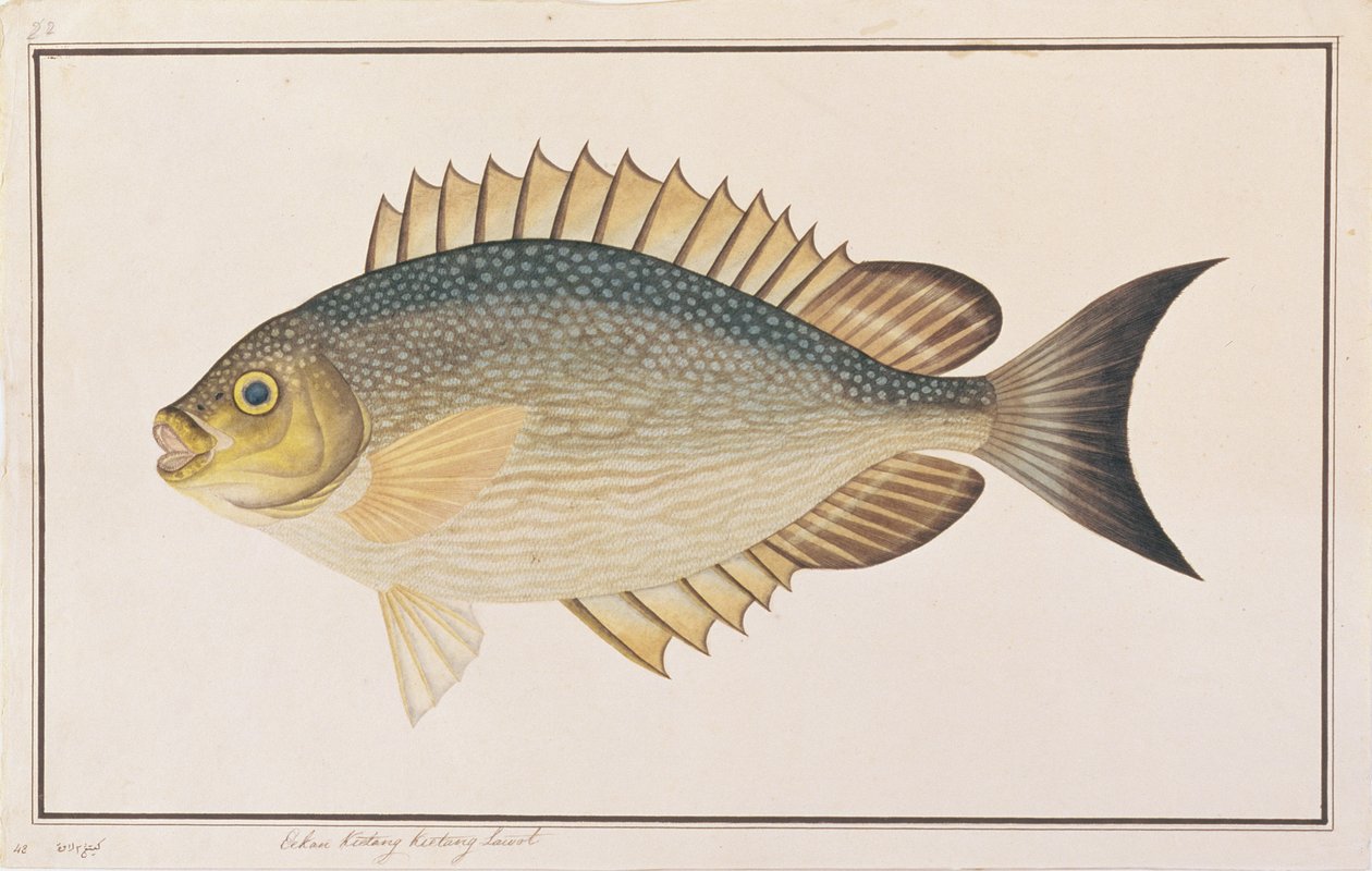 マラッカの魚の絵からのうさぎ、1805-18年頃（紙にトイレ） 作： 中国語学校