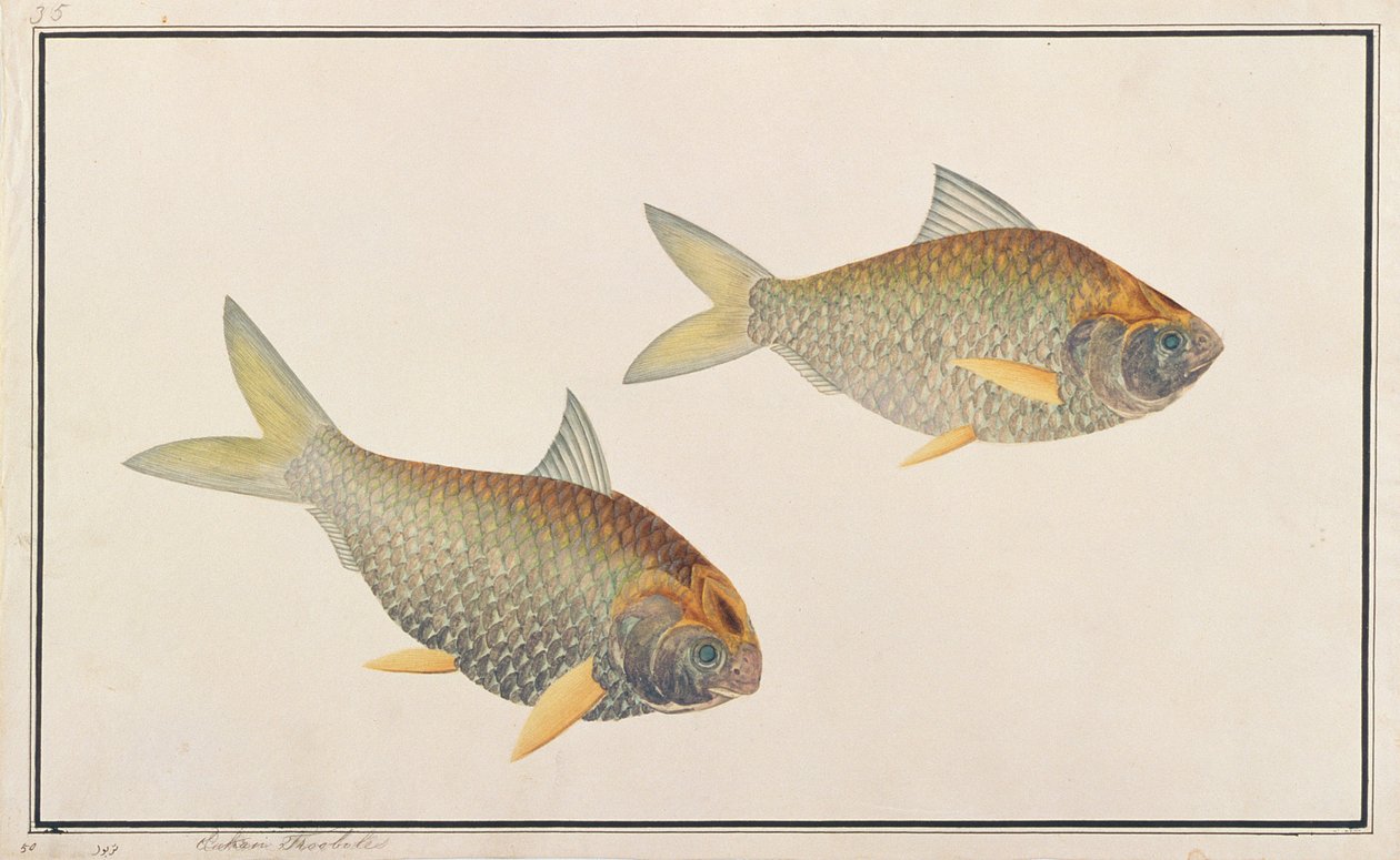 シャッド、マラッカの魚の絵、c.1805-18（紙にトイレ） 作： 中国語学校