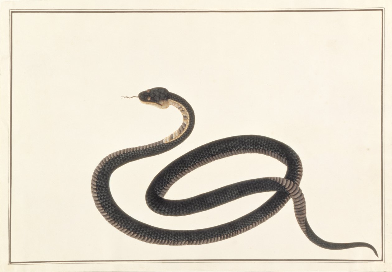 蛇、マラッカの動物、昆虫、爬虫類の絵から、1805-18年頃（紙にガッシュとトイレ） 作： 中国語学校