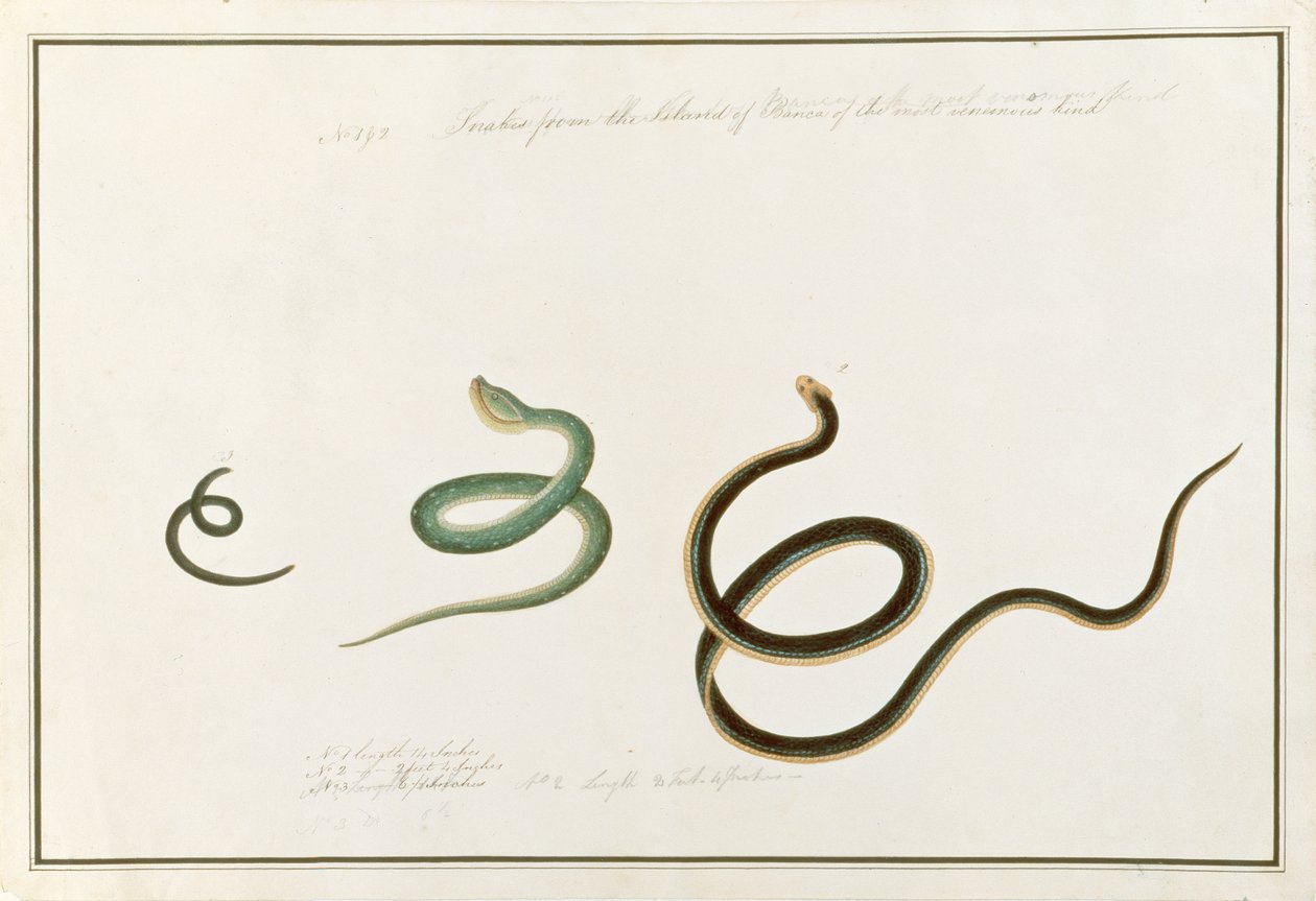 ヘビは、マラッカの動物、昆虫、爬虫類の絵、1805-18年頃から最も有毒な種類のバンカ島を形成しています（紙とトイレとガッシュ）。 作： 中国語学校