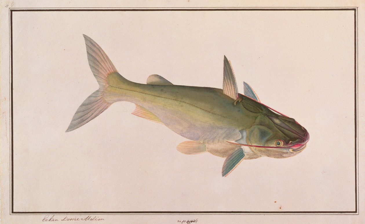 マラッカの魚の絵からの兵士ナマズ、c.1805-18（紙にトイレ） 作： 中国語学校
