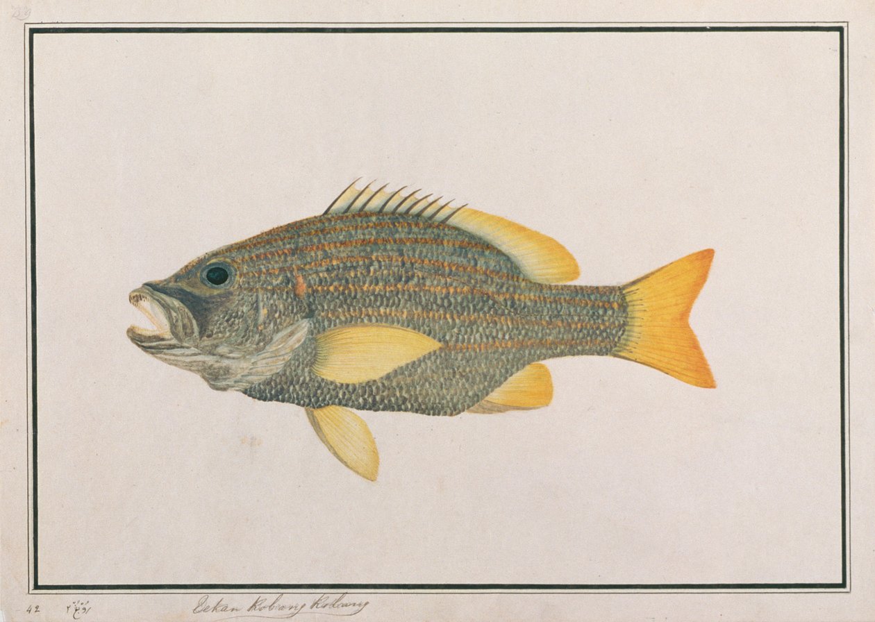 スペインの旗鯛、マラッカの魚の絵、1805-18年頃（紙にwc） 作： 中国語学校