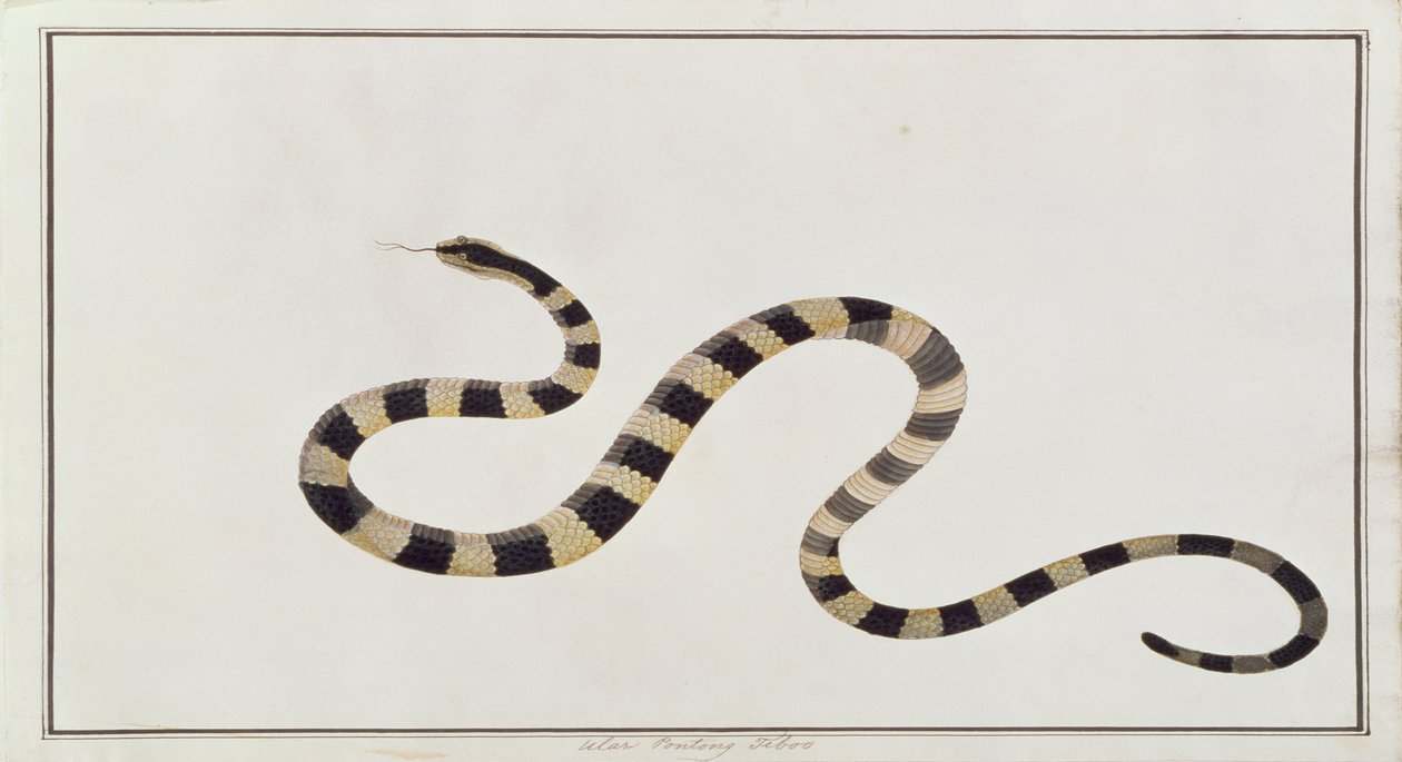 Ular Pontong Teboo、マラッカの動物、昆虫、爬虫類の絵から、1805-18年頃（紙とトイレ、ガッシュ） 作： 中国語学校