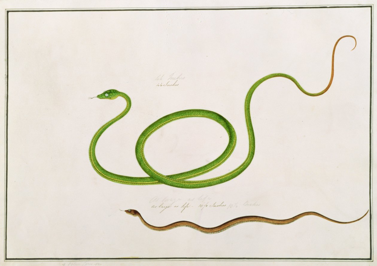 Volun Daw-on、マラッカの動物、昆虫、爬虫類の絵から、1805-18年頃（紙にガッシュとトイレ） 作： 中国語学校