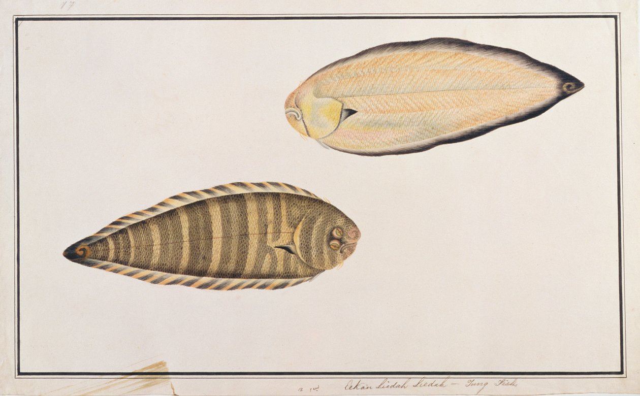 ゼブラソール、マラッカの魚の絵、c.1805-18（紙） 作： 中国語学校