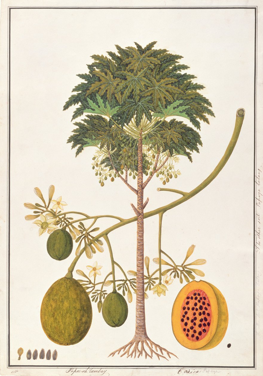 dapai-ah TambayまたはCarica、マラッカの植物の絵、1805-18年頃（紙、WC） 作： 中国語学校