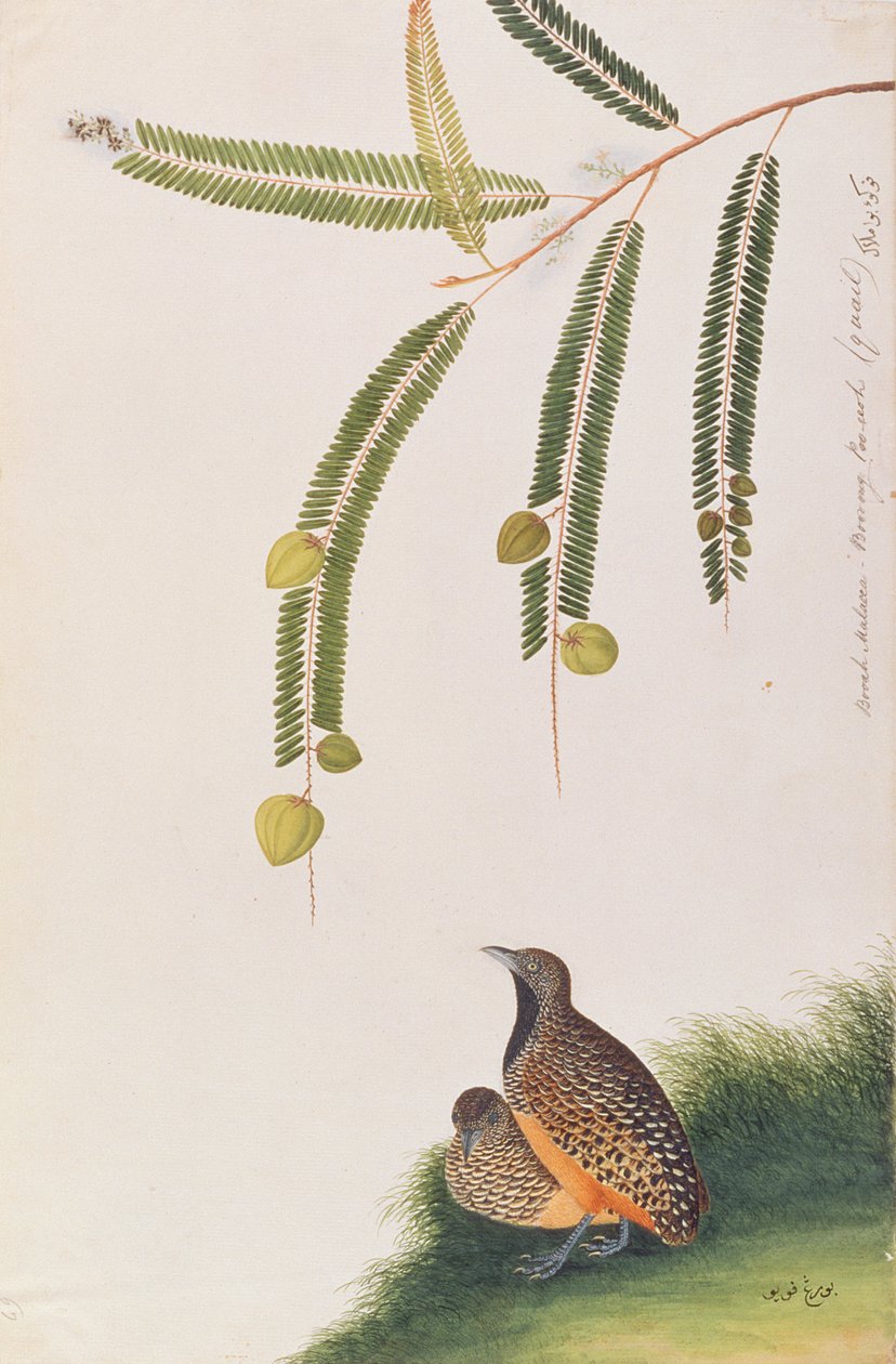 ムラサキからの鳥の絵、1805-18年頃の縞模様のボタンウズラ（紙にトイレ） 作： 中国語学校
