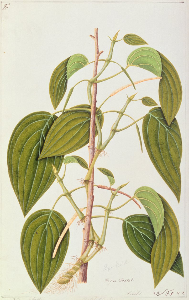 キンマの葉、マラッカの薬用植物の55枚の絵から、第1巻、1805-18年（紙のトイレ） 作： 中国語学校