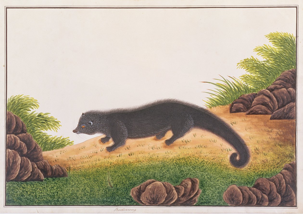 ビンタロン、マラッカの動物、昆虫、爬虫類の絵から、1805-18年頃（紙にトイレとガッシュ） 作： 中国語学校