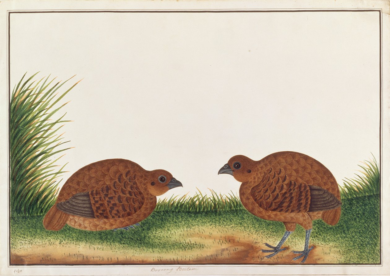 黒いヤマウズラ、マラッカの鳥の絵、1805-18年頃（紙にトイレ） 作： 中国語学校