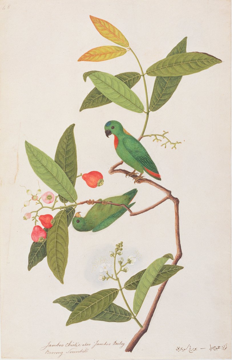 マラッカの鳥の絵、1805-18年頃の青い戴冠吊りオウム、（紙にトイレ） 作： 中国語学校