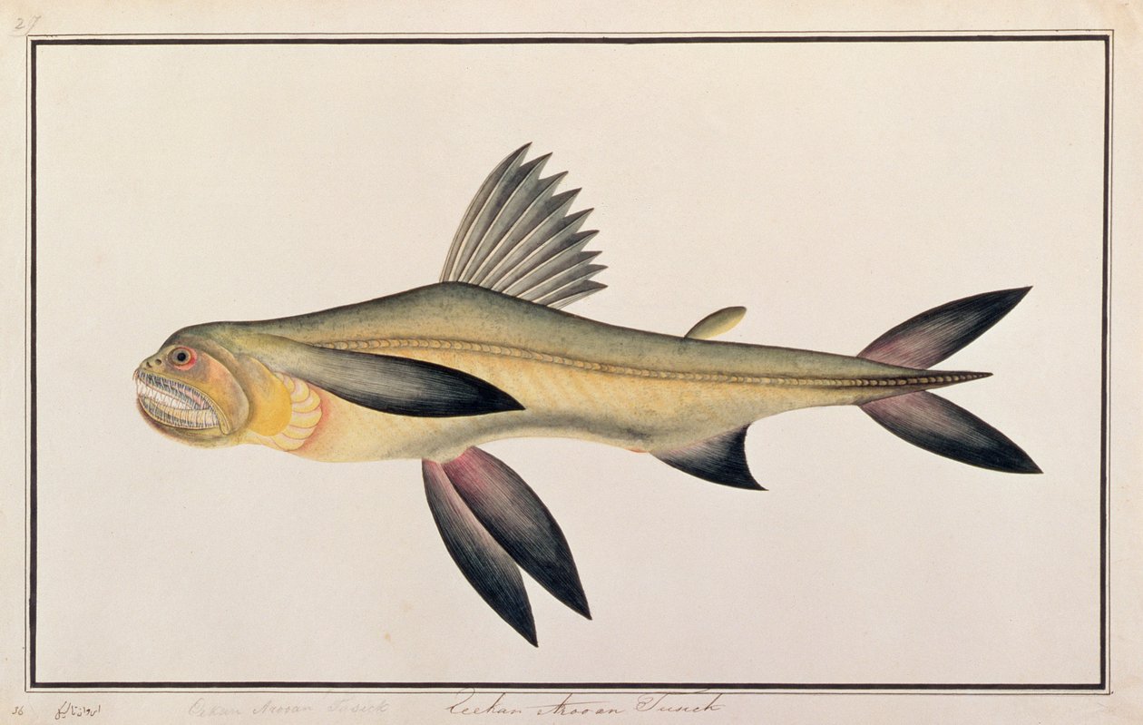 ボンベイダック、マラッカの魚の絵、1805-18年頃（紙にトイレ） 作： 中国語学校