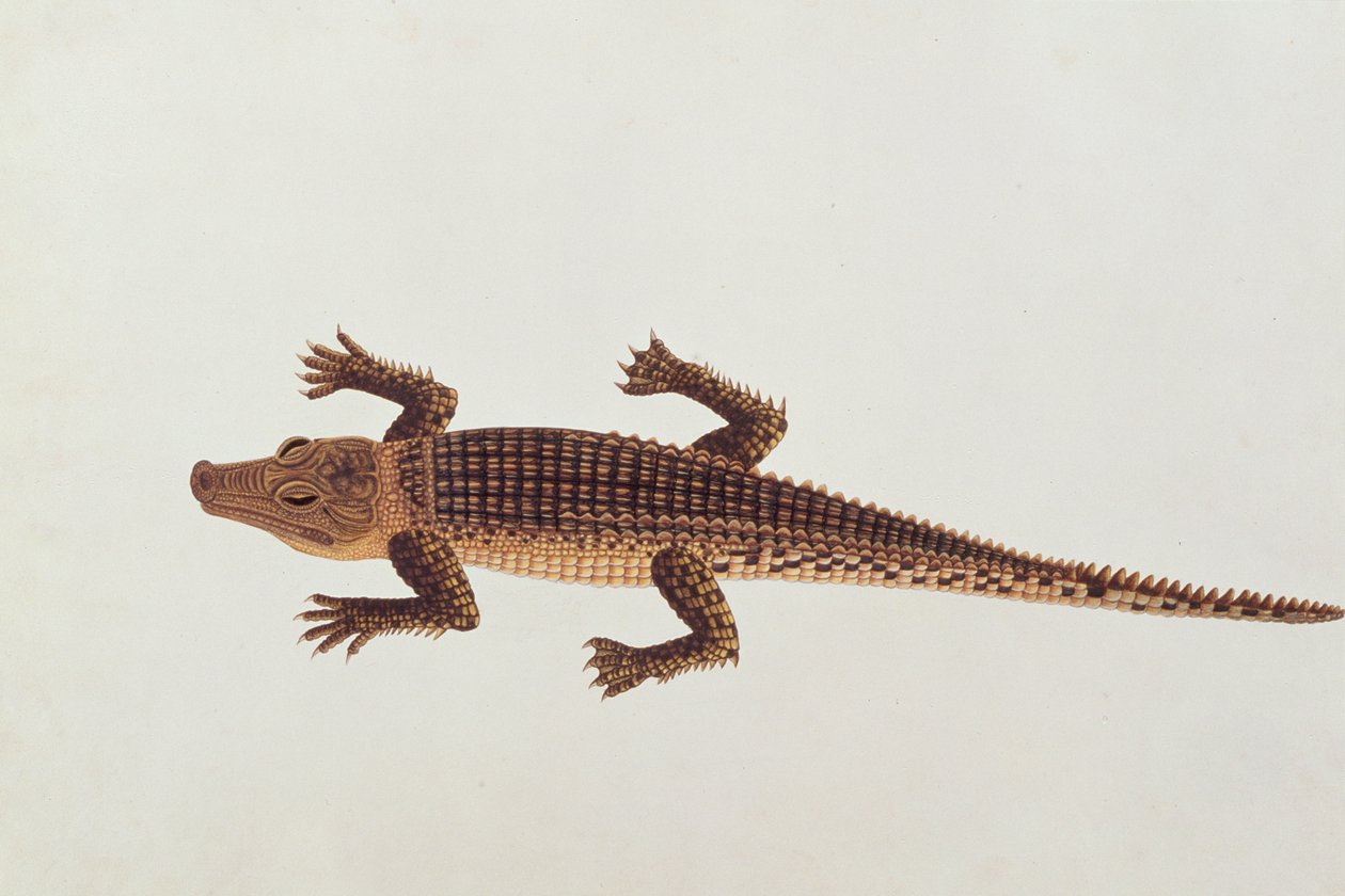 マラッカの動物、昆虫、爬虫類の絵からのブーアイアリゲーター、1805-18年頃（紙とトイレとガッシュ） 作： 中国語学校
