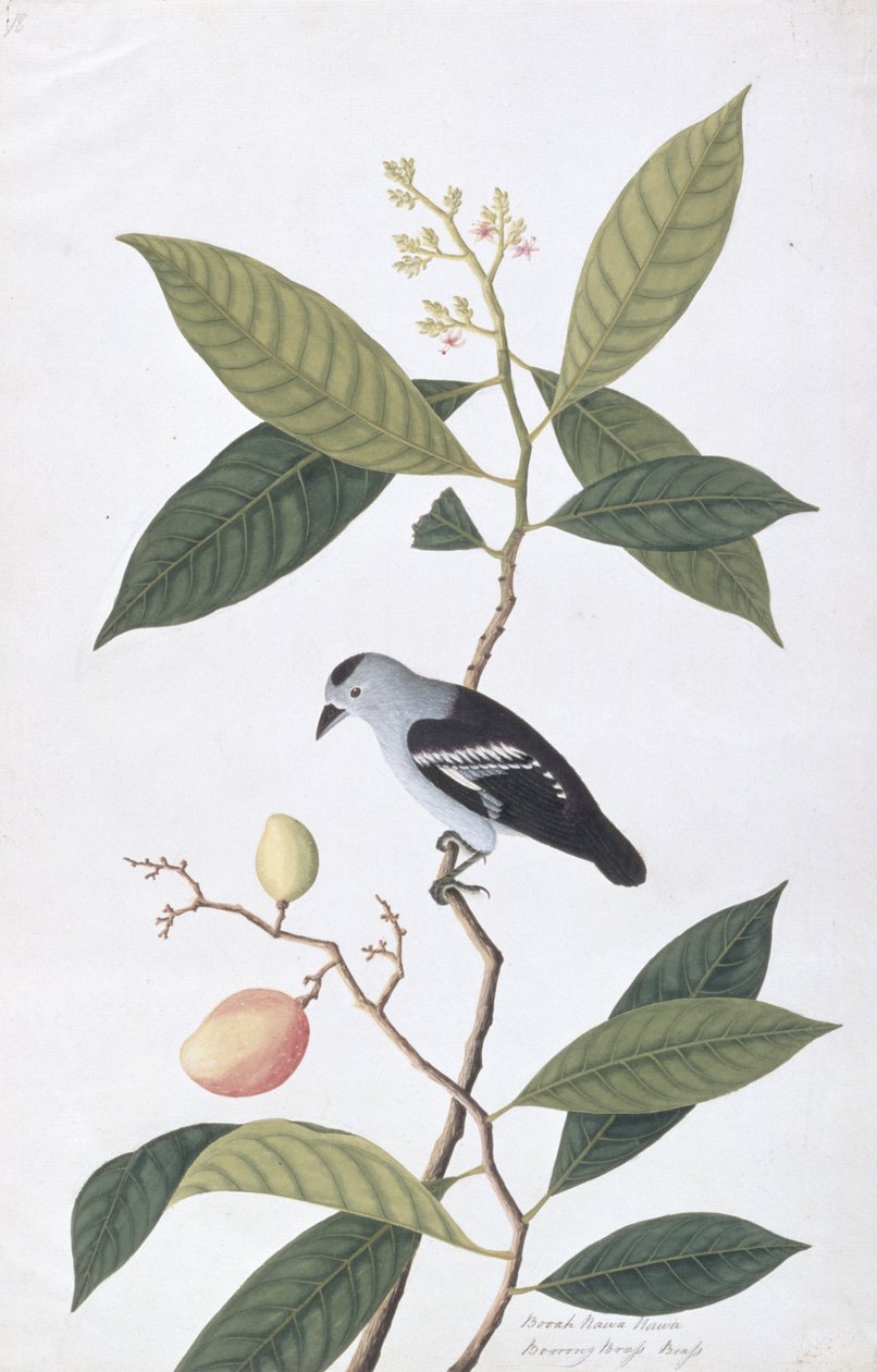 ブーカナワハワ、マラッカの鳥の絵、1805-18年頃（紙にwc） 作： 中国語学校