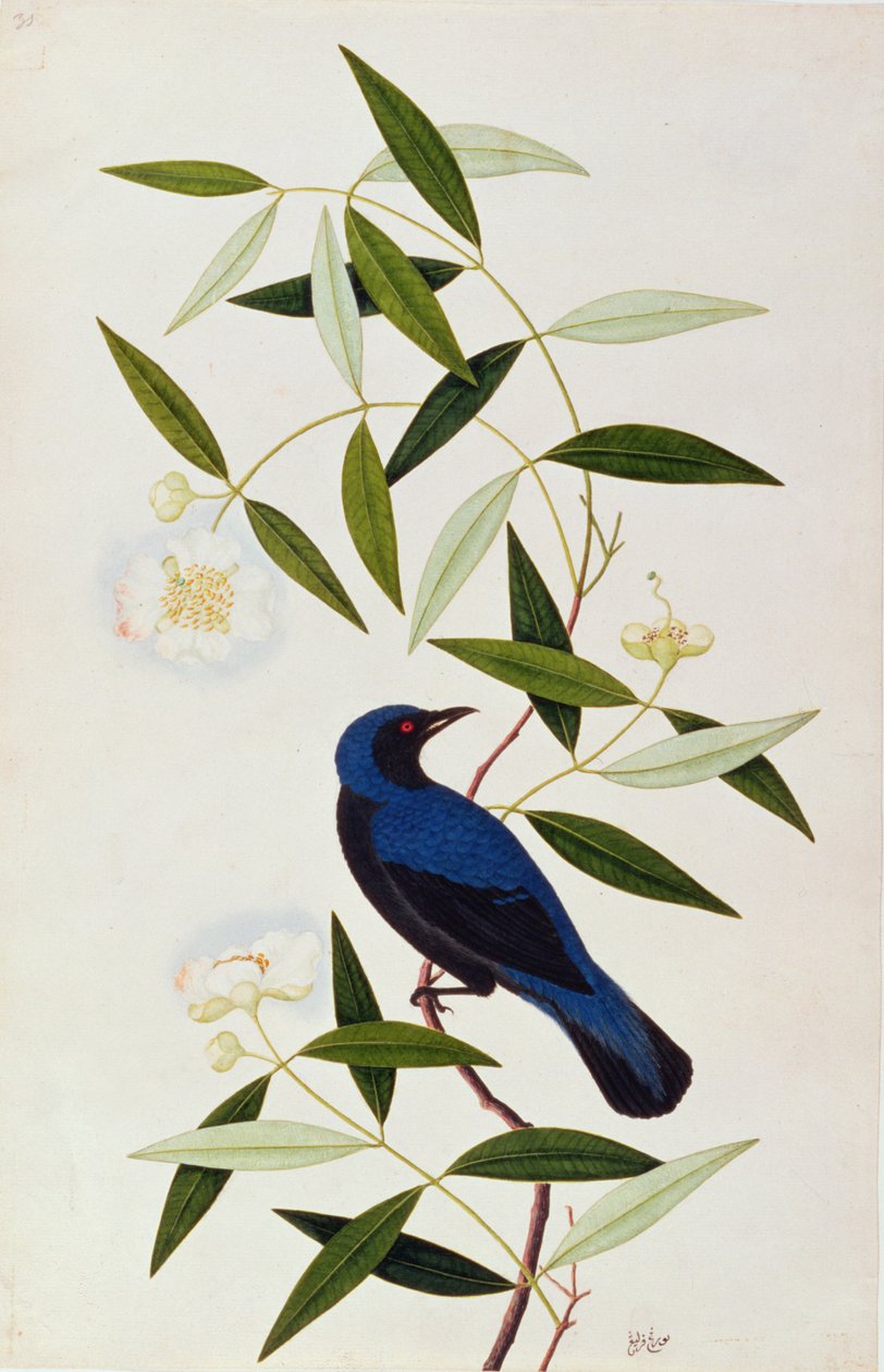 Boorah Farleeh、マラッカの鳥の絵、1805-18年頃（紙にトイレ） 作： 中国語学校