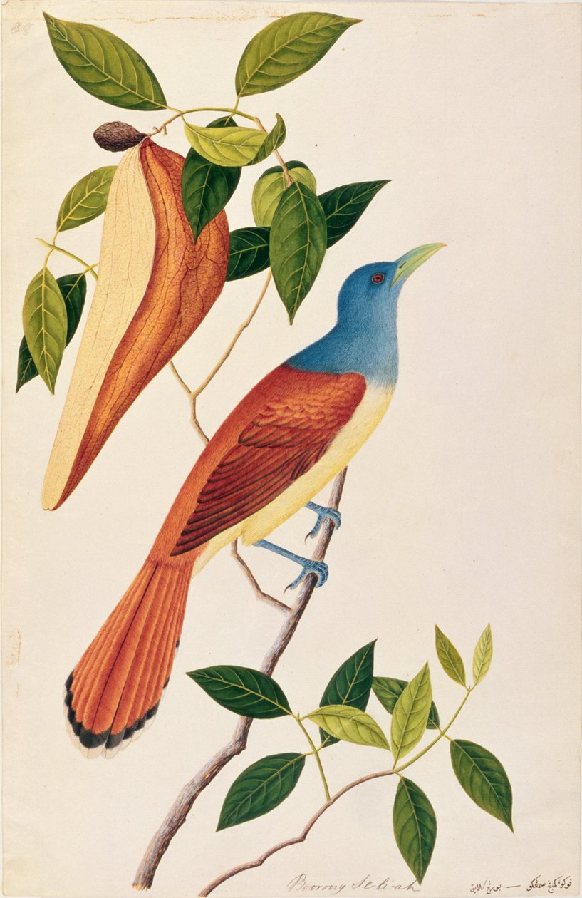 Boorong Seli-ah、マラッカの鳥の絵、1805-18年頃（紙にトイレ） 作： 中国語学校