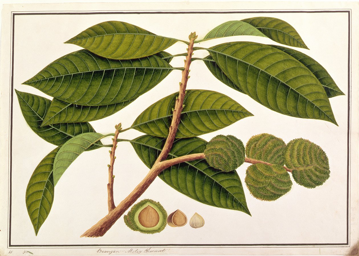 マラッカからの植物の絵からのブランガムまたはマレー栗、c.1805-18（紙にトイレ） 作： 中国語学校
