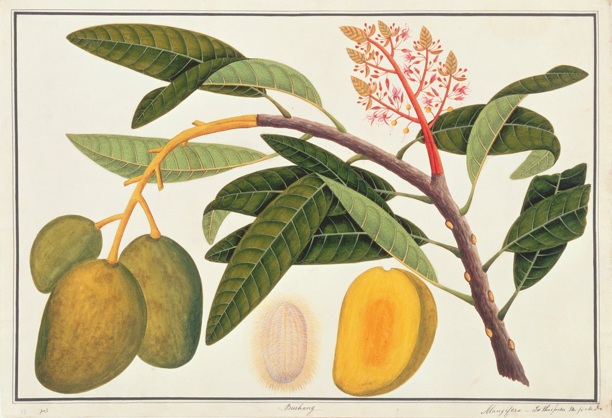 Buihang Mangifera、マラッカの植物の絵、1805-18年頃（紙にトイレ） 作： 中国語学校