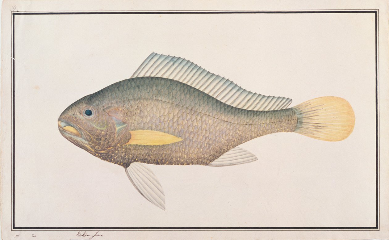 クローカー、マラッカの魚の絵、1805-18年頃（紙にトイレ） 作： 中国語学校