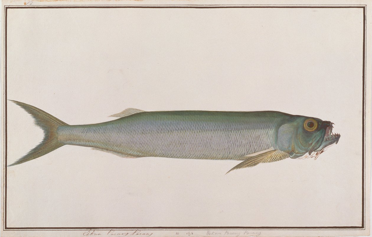 マラッカの魚の絵、1805-18年頃のドラブオオカミヘリン（紙にトイレ） 作： 中国語学校