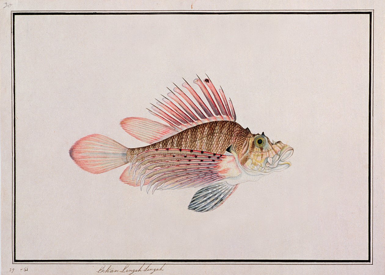 Eekan Linqah Singah、マラッカの魚の絵、1805-18年頃（紙にトイレ） 作： 中国語学校