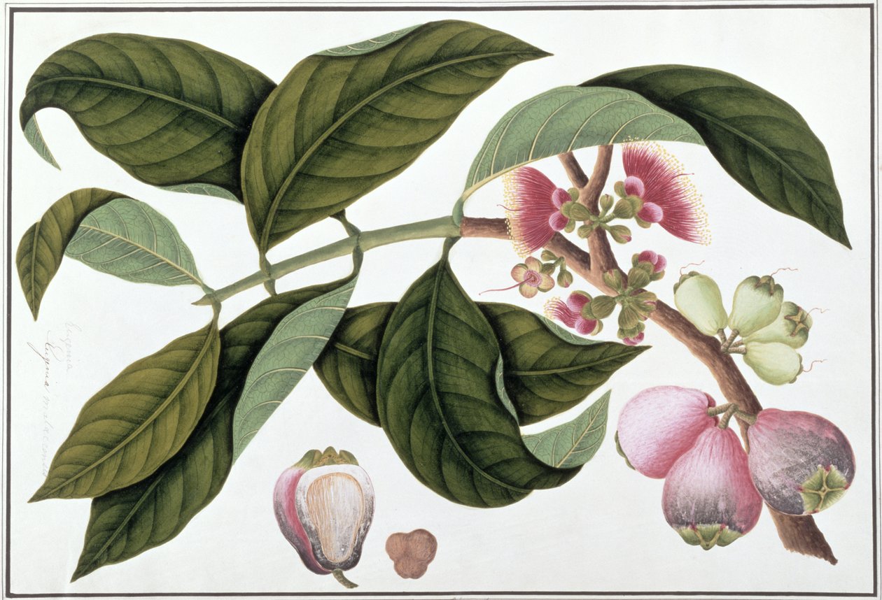 Eugenia or Jamboo Teloie poote、from Drawings of Plants from Malacca、c.1805-18（紙にトイレ） 作： 中国語学校