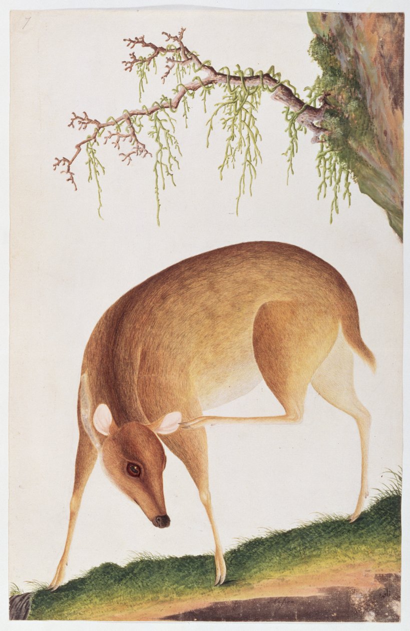 子鹿、マラッカの動物、昆虫、爬虫類の絵から、1805-18年頃（紙にトイレとガッシュ） 作： 中国語学校