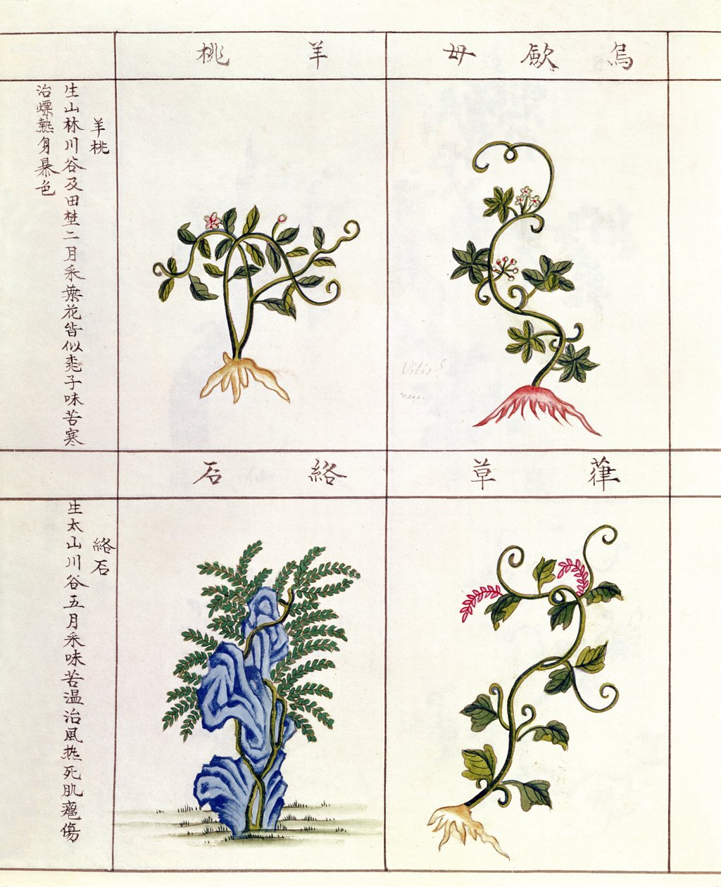 18〜19世紀の薬用植物のコレクションであるペンツァオの4つの植物 作： 中国語学校