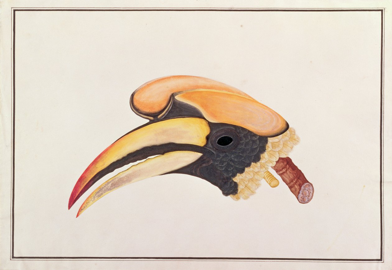 マラッカの鳥の絵からのオオサイチョウ、1805-18年頃（紙にトイレ） 作： 中国語学校
