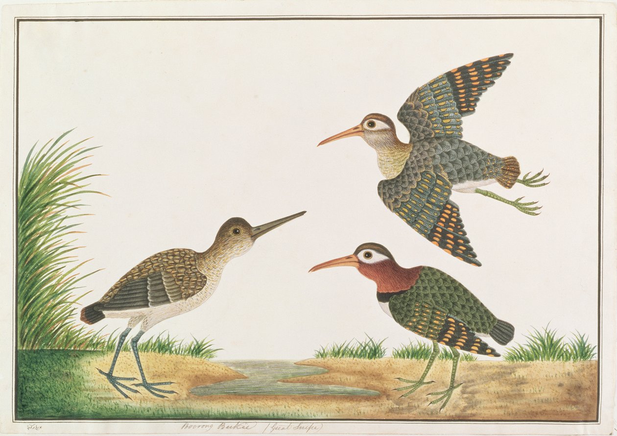 グレイトペインテッドスナイプ、マラッカの鳥の絵、1805-18年頃（紙にトイレ） 作： 中国語学校