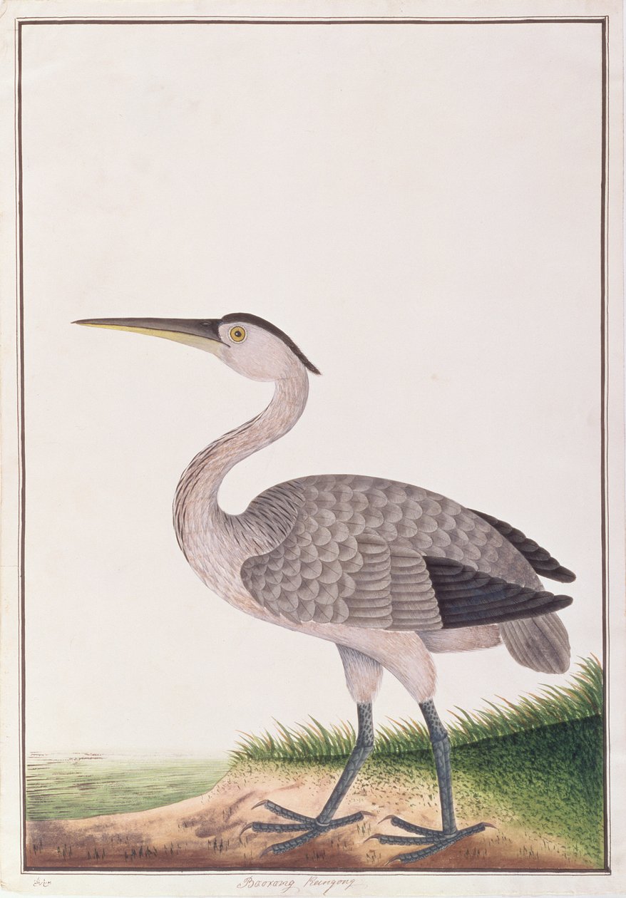 グレイヘロン、マラッカの鳥の絵、1805-18年頃（紙にトイレ） 作： 中国語学校