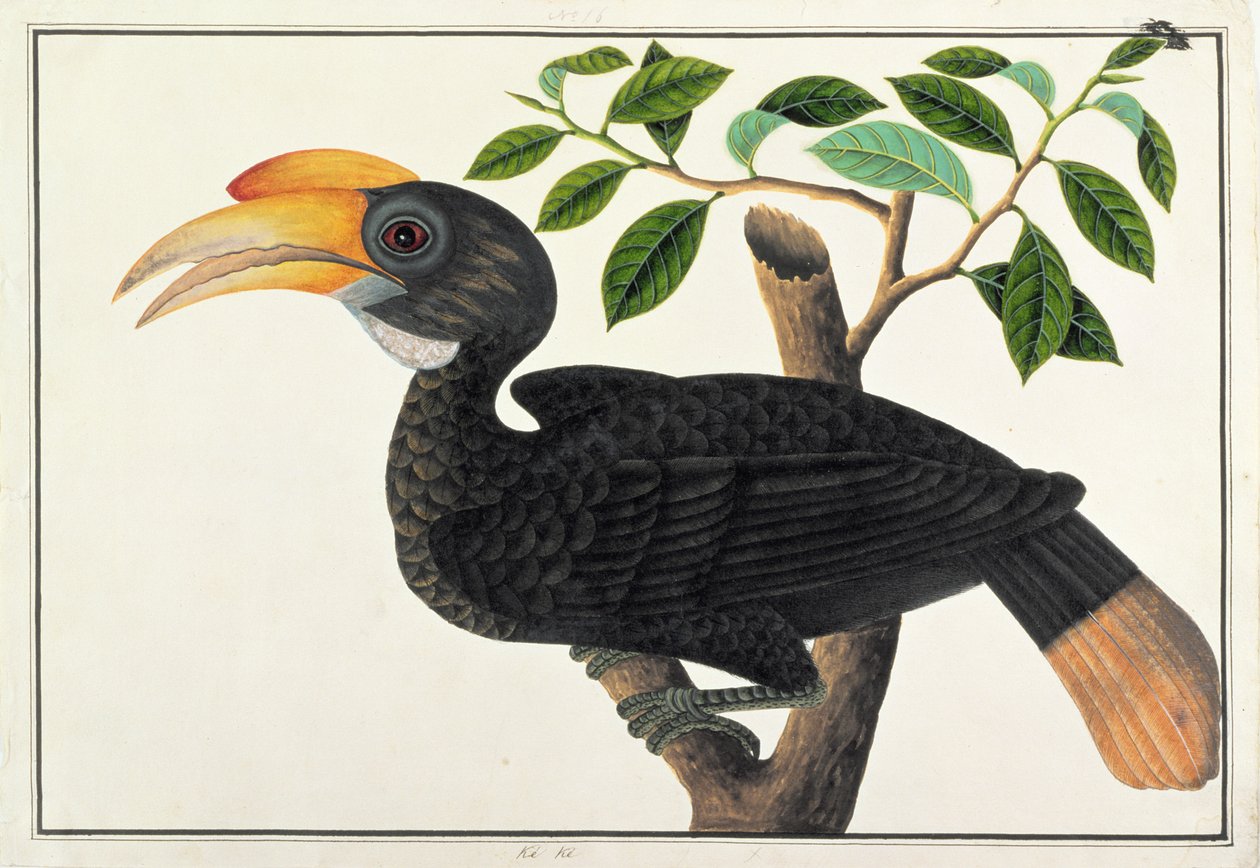 ケッカ、マラッカの鳥の絵、1805-18年頃（紙にトイレ） 作： 中国語学校