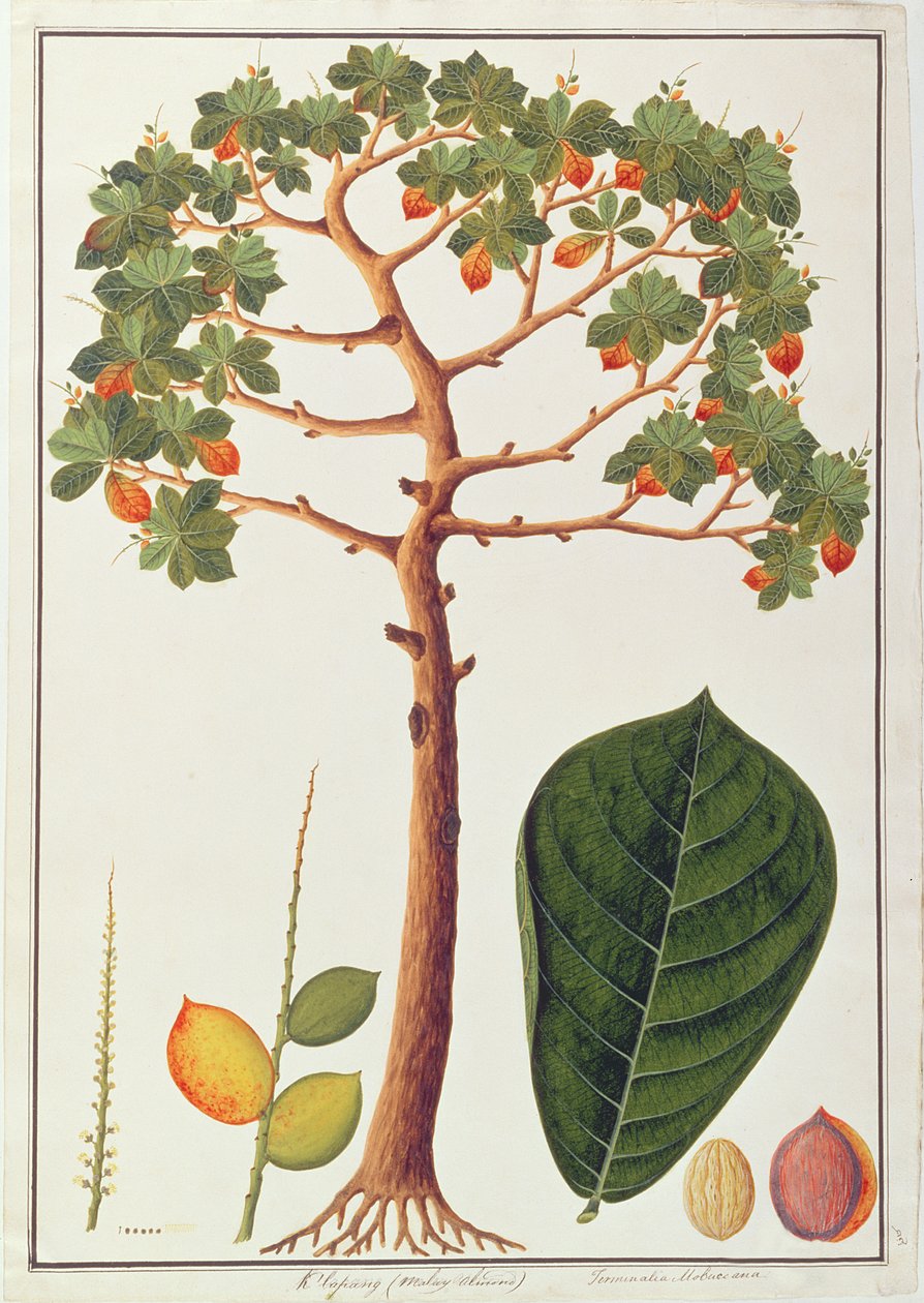 マラッカの植物の絵からのクラパンターミナリアモルカナまたはマレーアーモンド、c.1805-18（紙） 作： 中国語学校