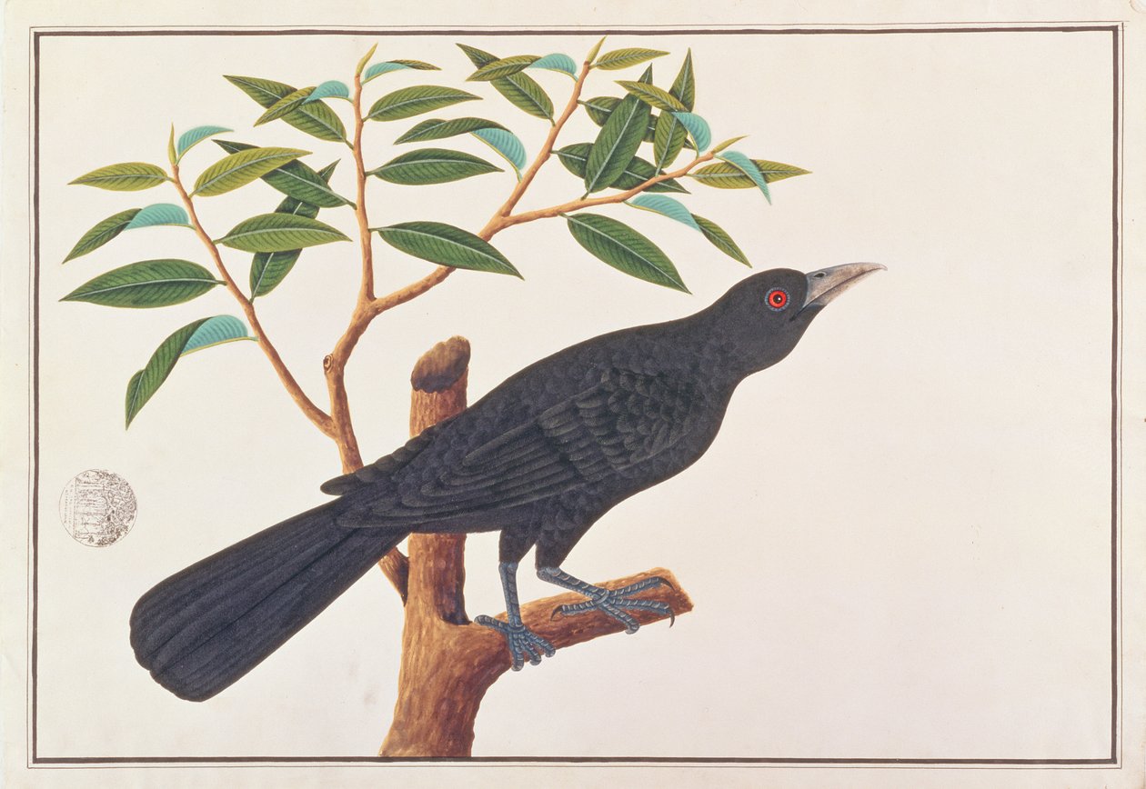Koel、Drawing of Birds from Malacca、c.1805-18（紙にトイレ） 作： 中国語学校