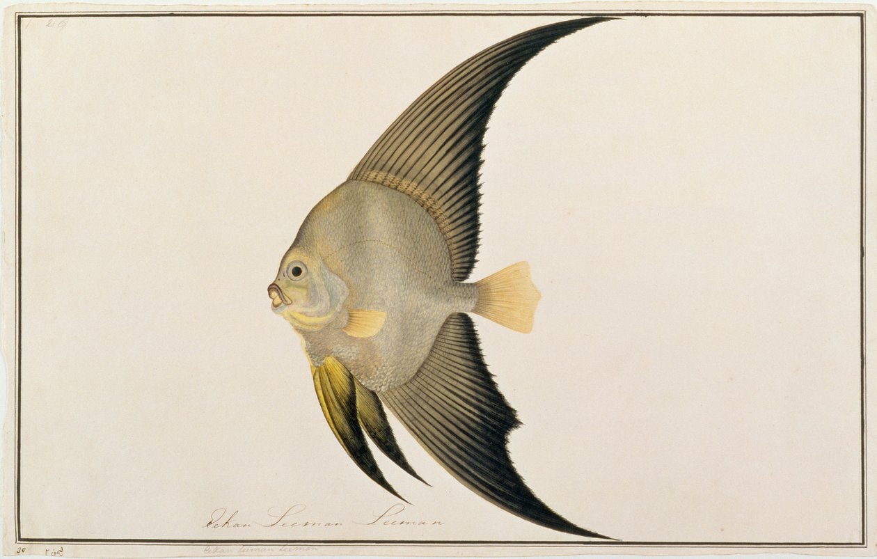 マラフィンの魚の絵、1805-18年頃の長いヒレのバットフィッシュ（紙にトイレ） 作： 中国語学校
