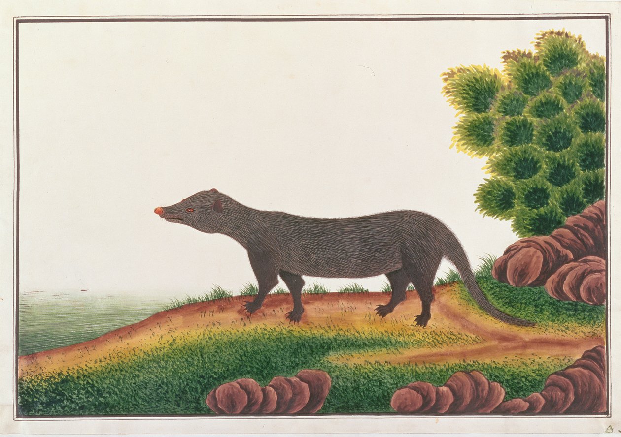 マングース、マラッカの動物、昆虫、爬虫類の絵から、c.1805-18（紙の上でガッシュとトイレ） 作： 中国語学校