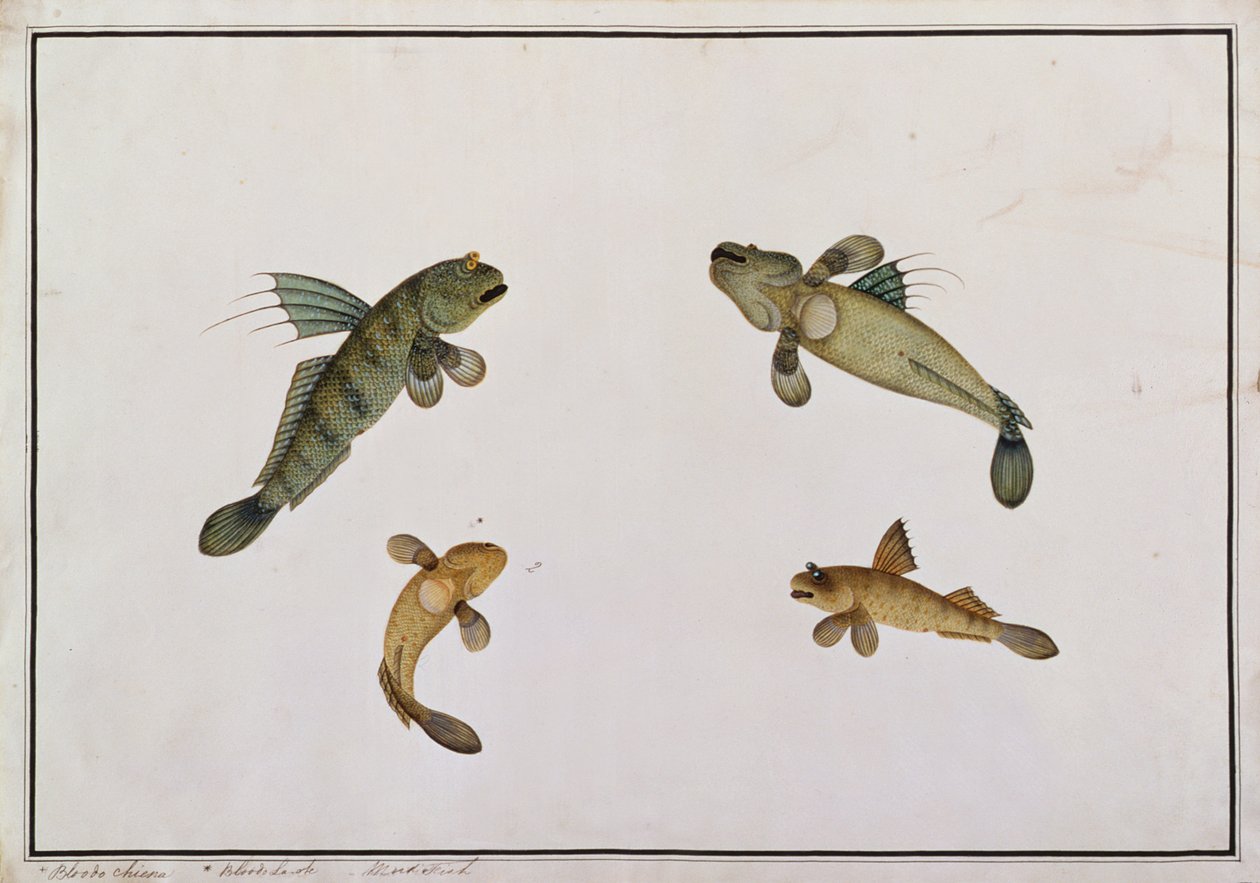 マッドフィッシュ、ブラッドキエナ、ブラッドゥラオレ、マラッカの魚の絵、c.1805-18（紙のトイレ） 作： 中国語学校