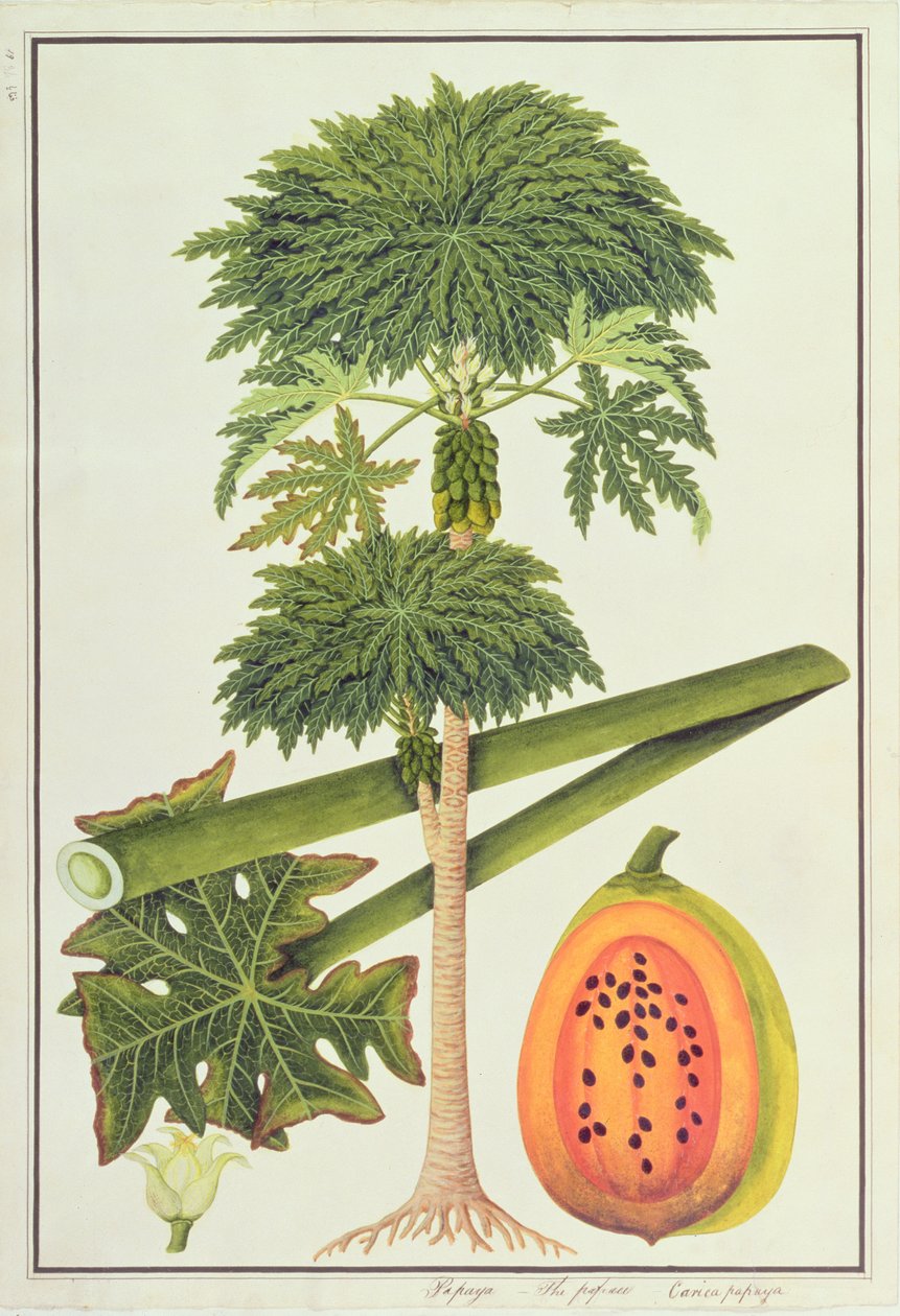 マラッカの植物の絵からのパパイヤ、パパウまたはカイカパパイヤ、1805-18年頃（紙にトイレ） 作： 中国語学校