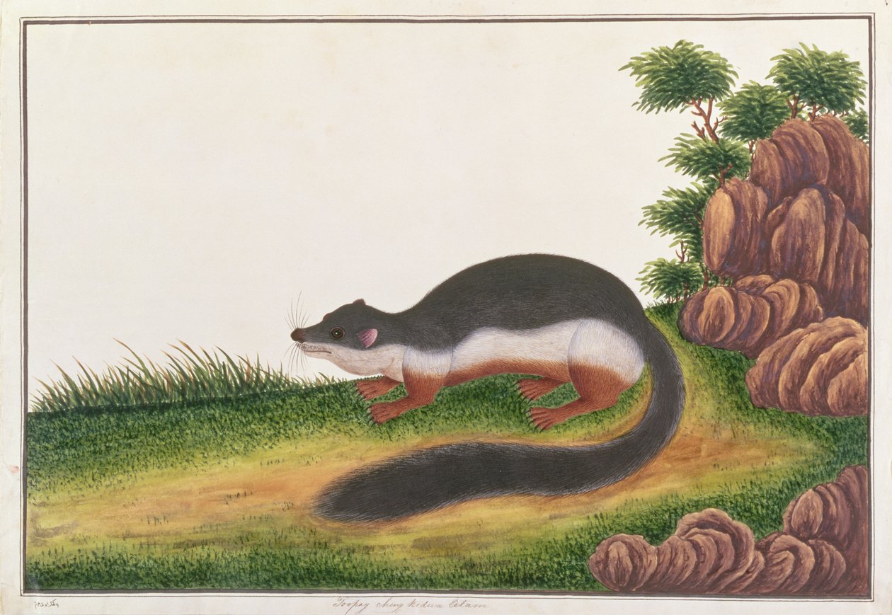 Prevosts Squirrel、from Drawings of Animals、Insects and Reptiles from Malacca、c.1805-18（ガッシュとトイレ紙） 作： 中国語学校