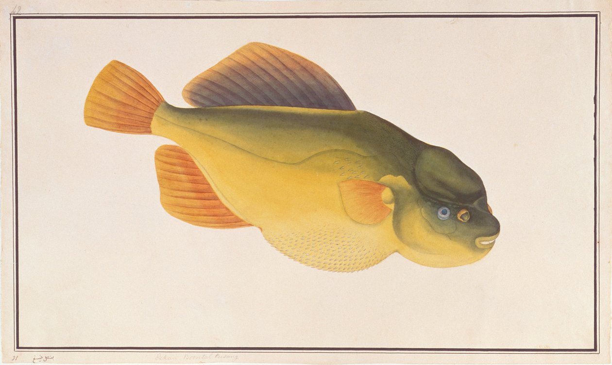 マラッカの魚の絵からのフグ、1805-18年頃（紙にトイレ） 作： 中国語学校