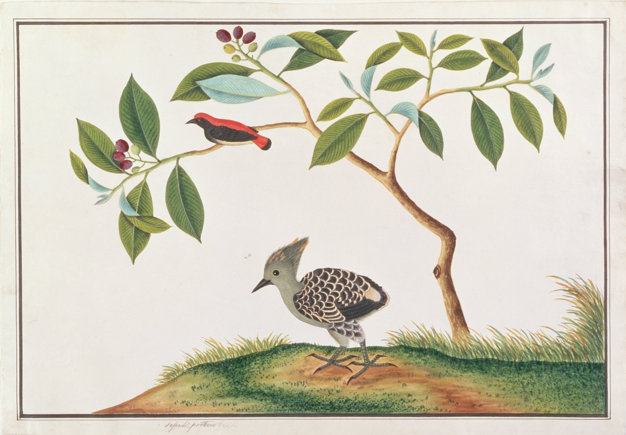 緋色に覆われたフラワーペッカー、グレーとバフのキツツキ、マラッカの鳥の絵、1805-18年頃（紙にトイレ） 作： 中国語学校