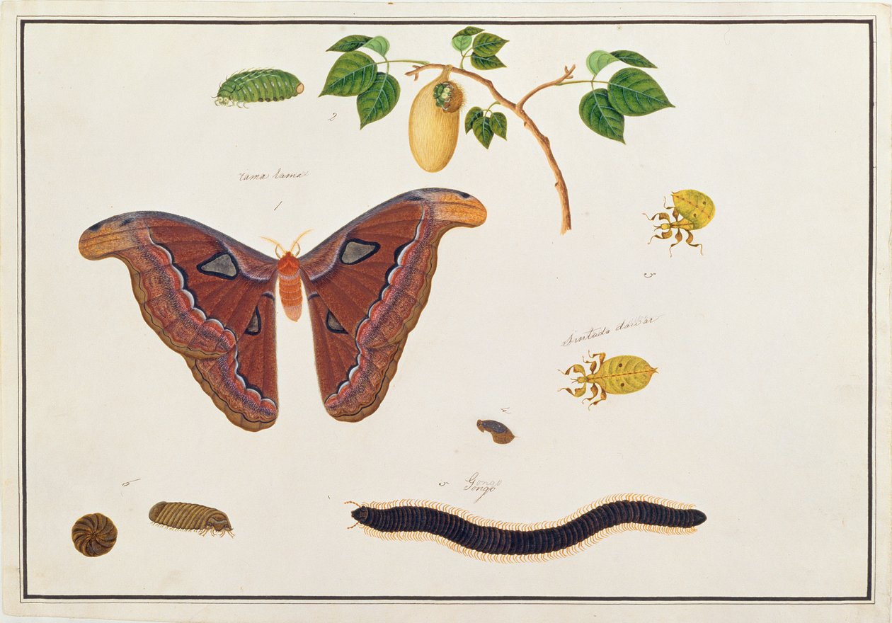 マラッカの動物、昆虫、爬虫類の絵からの6節足動物、c.1805-18（紙とトイレとガッシュ） 作： 中国語学校