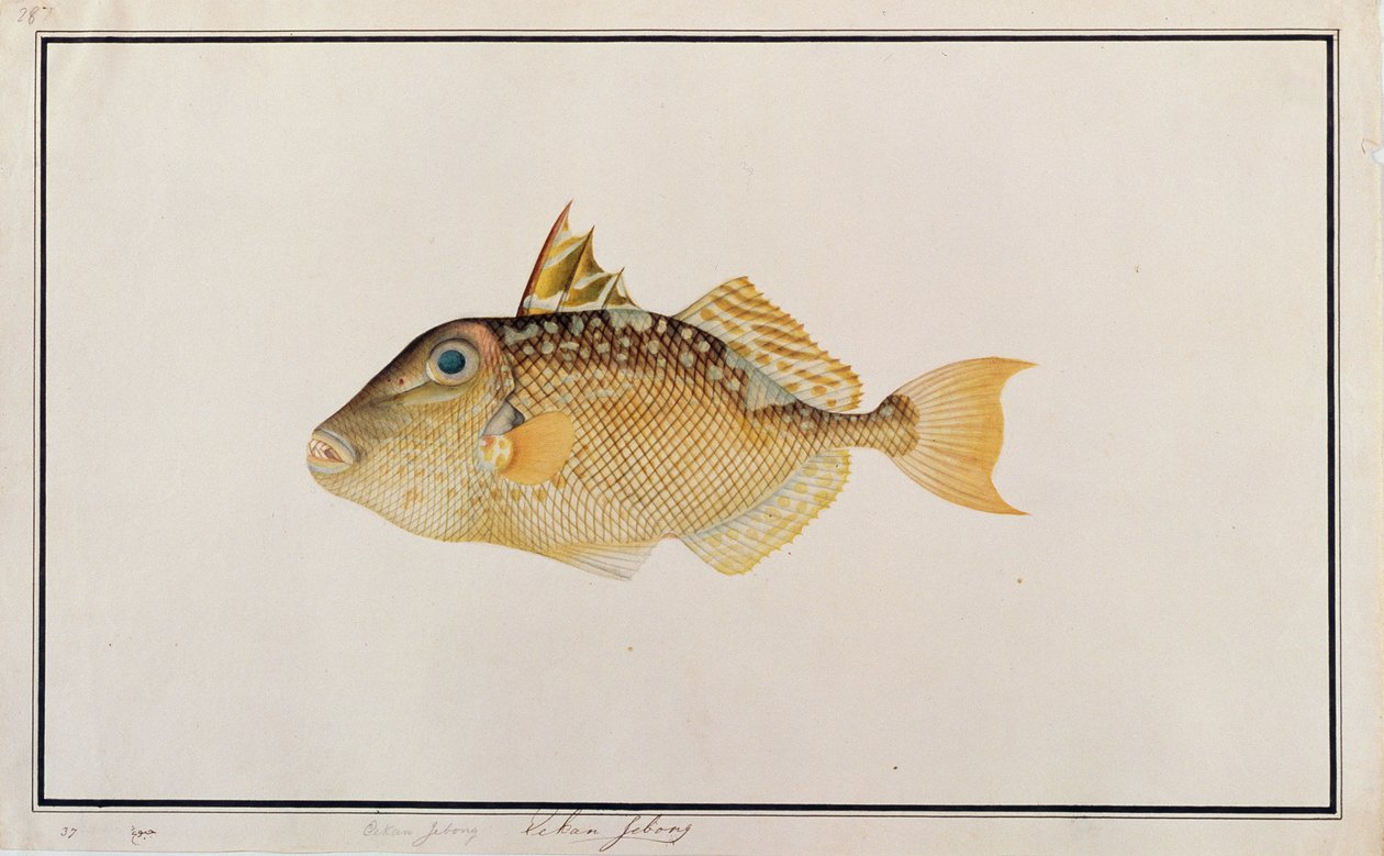 Starry Triggerfish、マラッカの魚の絵、c.1805-18（紙にトイレ） 作： 中国語学校
