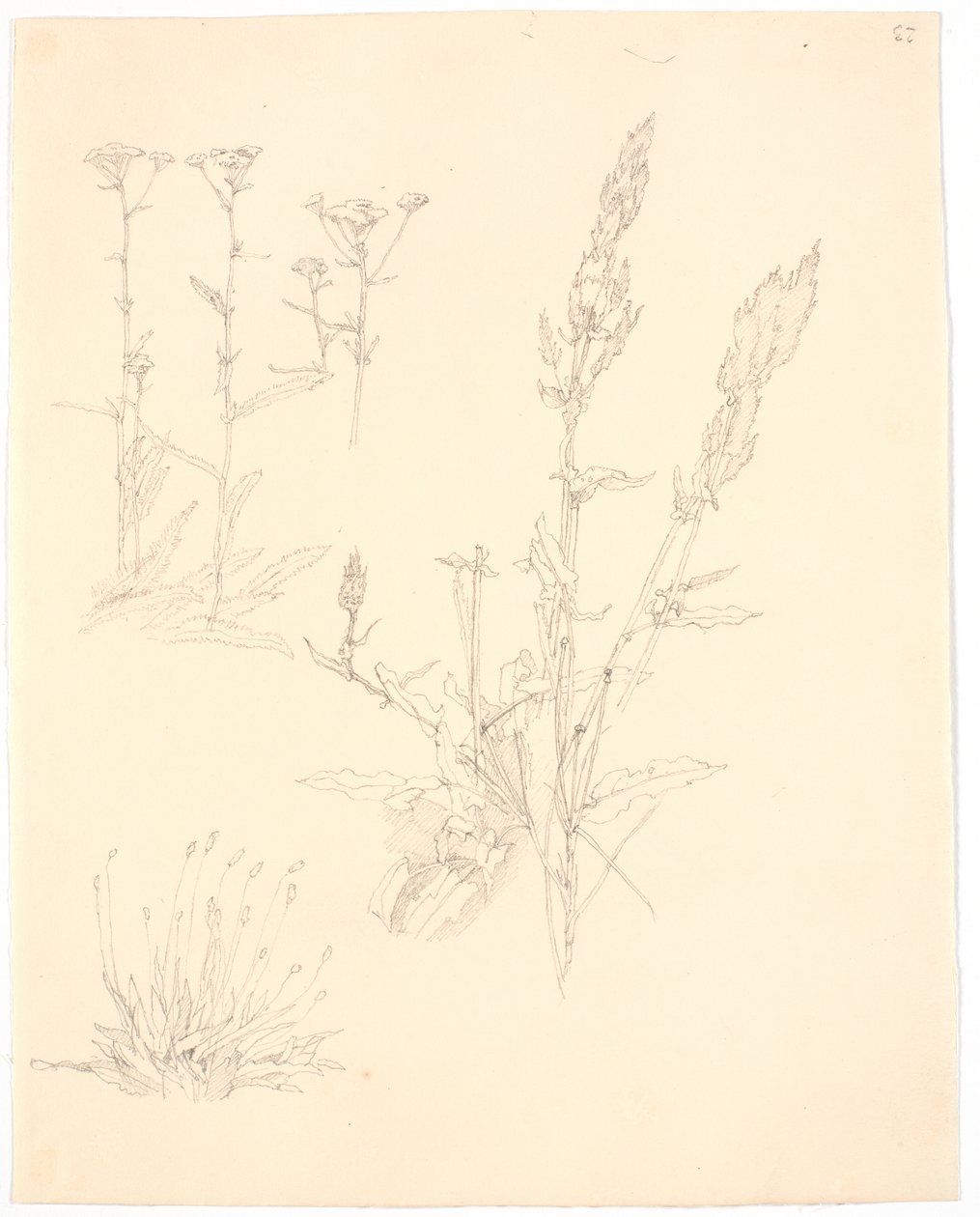 植物研究 作： ChristenKøbke