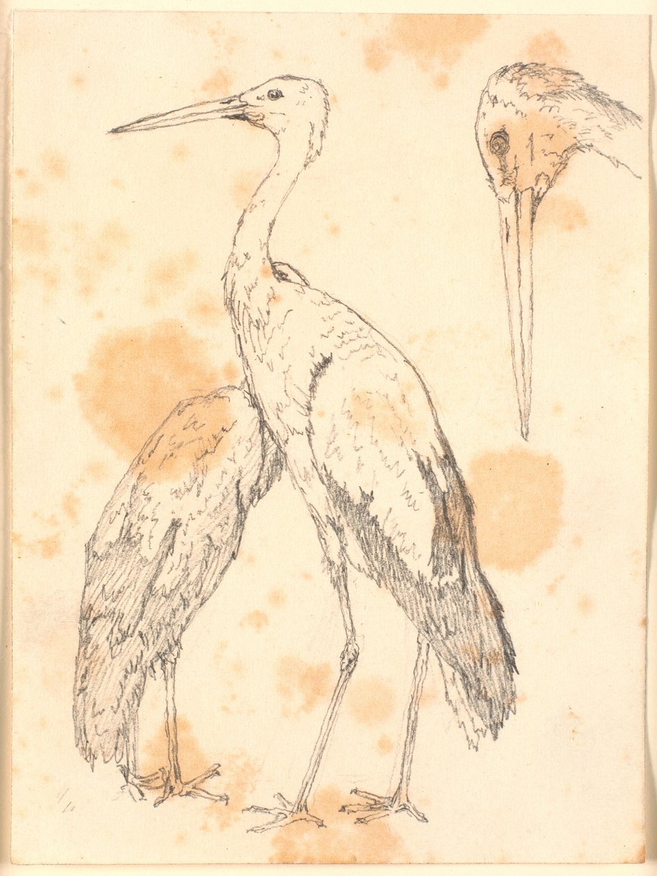 コウノトリ 作： ChristenKøbke