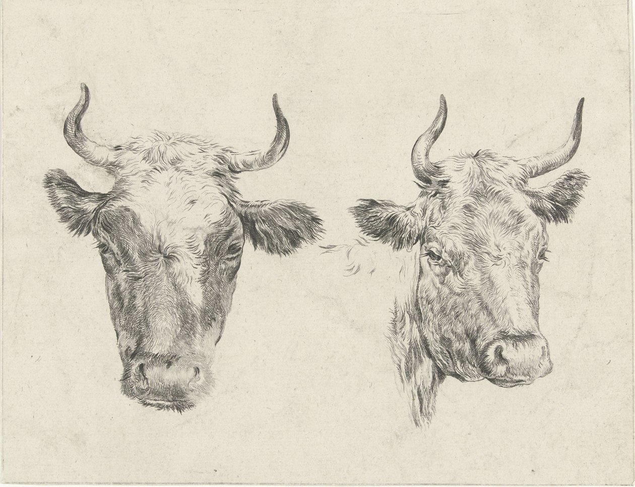 2 つの牛の頭 作： Christiaan Godfried Schutze van Houten