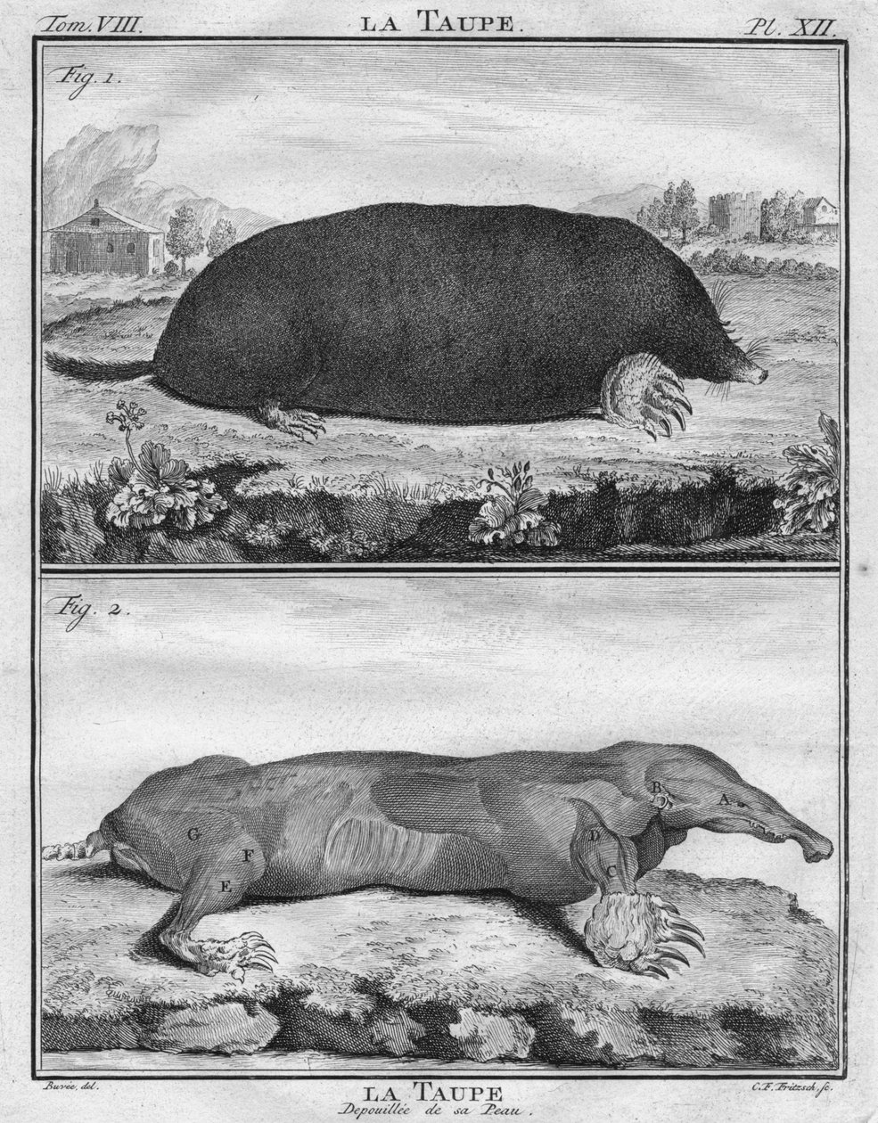 La Mole＆La MauDepoiuilléeede son Peau、c1763。 作： クリスチャン・フリードリヒ・フリッチュ